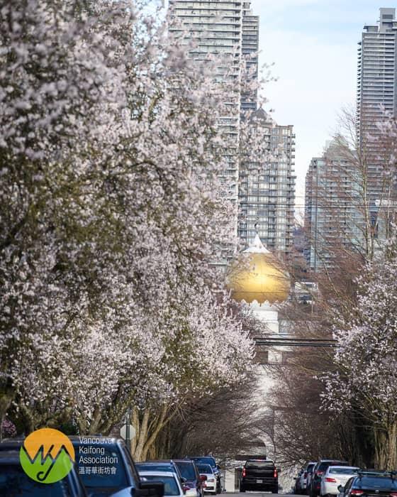 小編星期日見好好天，就出去了找櫻花，發現原來溫哥華好多地方的櫻花已經開了，真是有點快。

已開 …