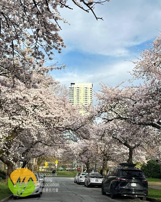 小編夜夜都出個post 先！

今日經過幾個地方，  都已經開了，明日難得天氣好，大家一同出去賞櫻吧 …