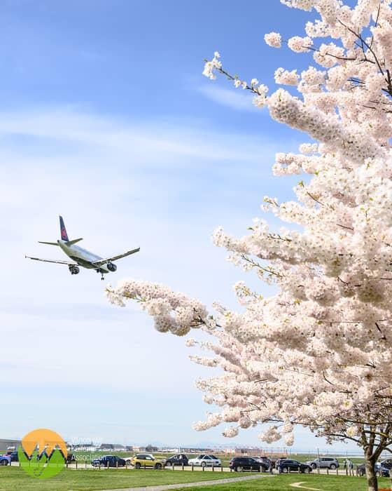 本周末   大爆發，街坊要把握好天氣去捕捉櫻花了！小編所知的大部份大溫地區的櫻花景點已經滿開了。 …