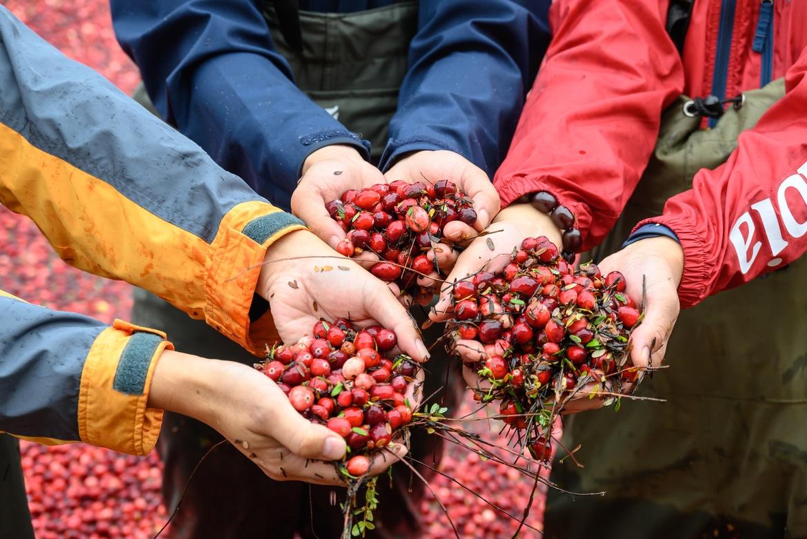 Fort Langley BOG 紅莓農場之旅 + Cranberry Plunge! 🍒